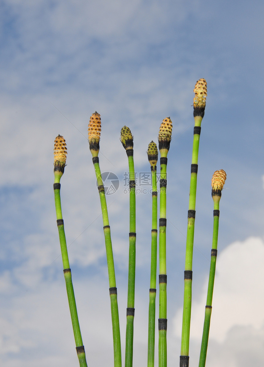 马尾 等离子绿色草本植物植物群植物天空木贼图片