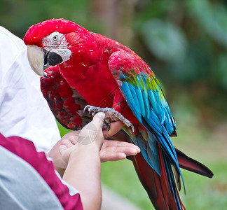 驾考教练Macaw 鹦鹉在手背景