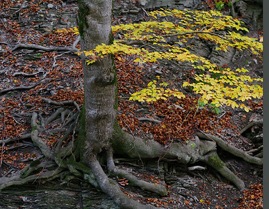 树根根树叶叶子岩石藻类背景图片