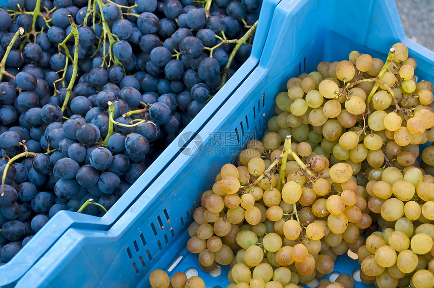 蓝葡萄和白葡萄盒子收成水果小吃市场食物图片