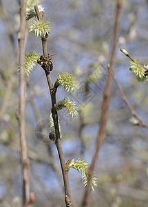 一只蜜蜂在青绿花上背景图片