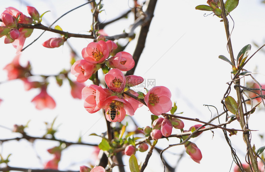 树上的粉红色花朵 里面有蜜蜂图片