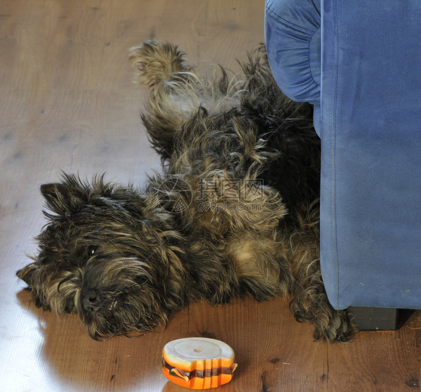 用塑料玩具的睡小狗 非常放松图片