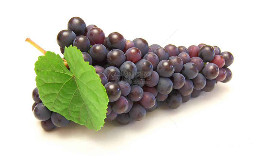 蓝葡萄 绿叶 白底孤立于白底浆果食物美食白色红色植物水果藤蔓摄影水平图片