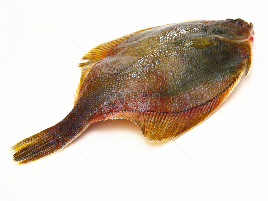 白色背景的鲜鱼钓鱼城市市场身体皮肤海洋宏观食物节食眼睛美食图片