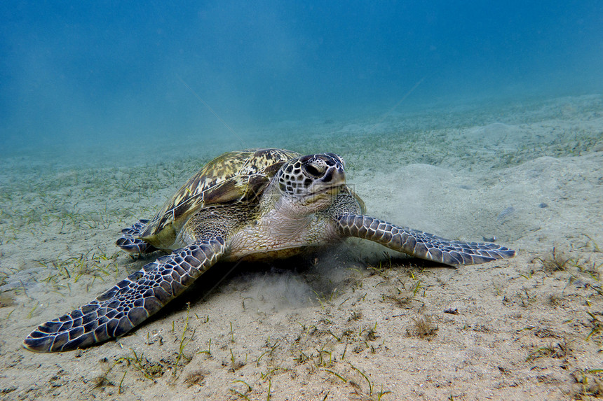 在热带海底的大海龟情调龟科野生动物海洋生物气泡异国浮潜珊瑚动物冒险图片