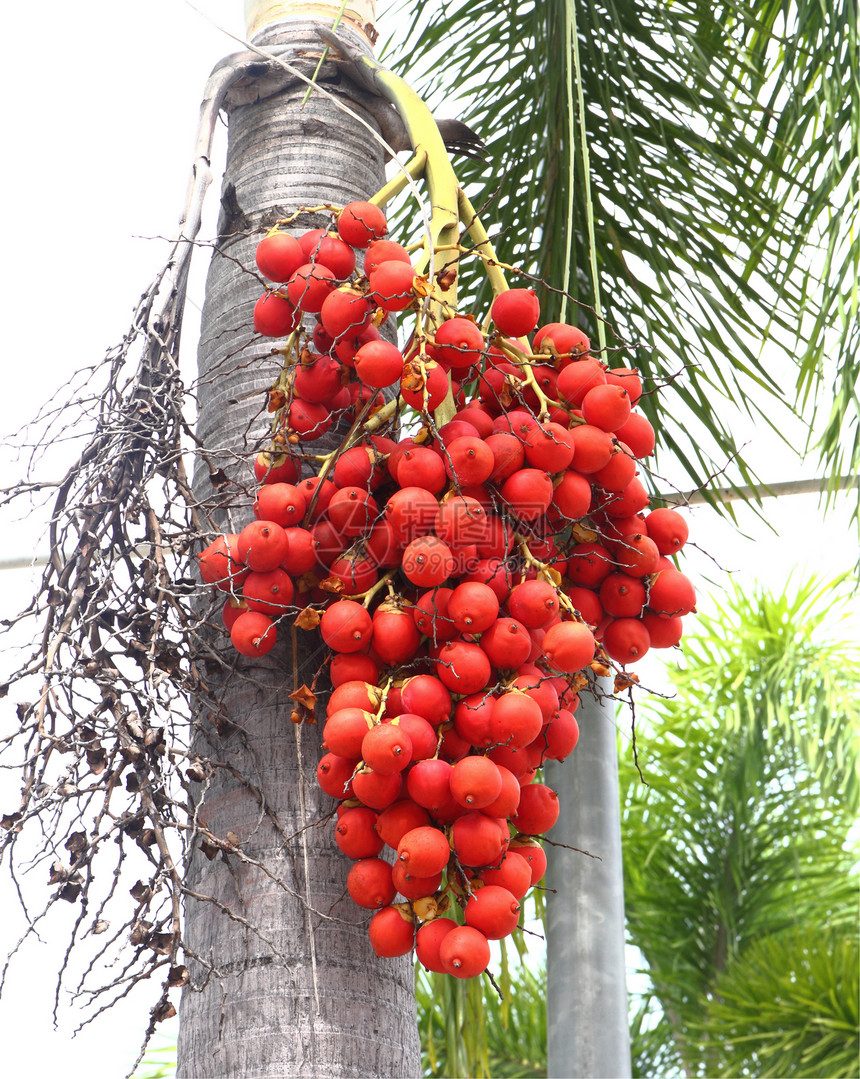 Betel Nut或Areca Nut棕榈图片
