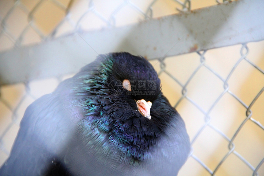 睡鸽眼皮宏观动物园灰色眼睛羽毛图片