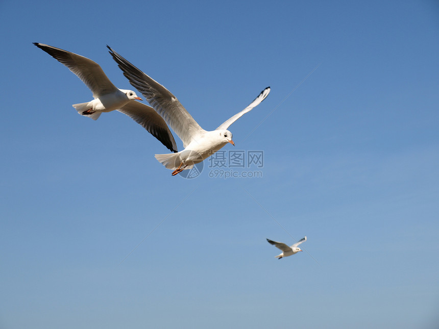海鸥飞行天空眼睛灰色白色翅膀蓝色漂浮图片