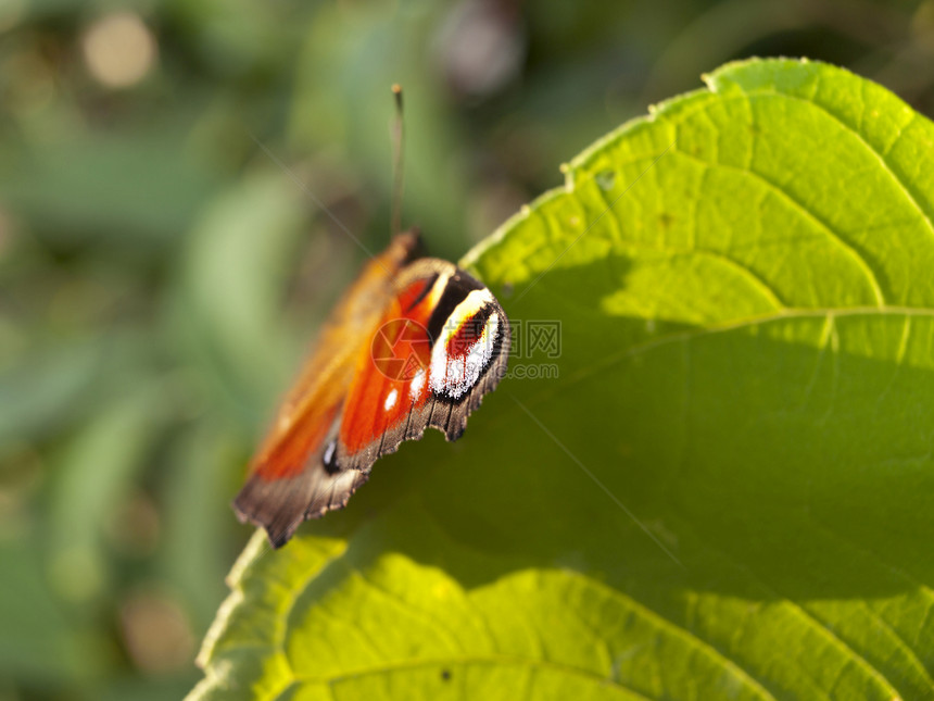红蝴蝶坐在绿叶上叶子绿色昆虫红色孔雀眼翅膀图片