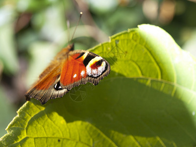红蝴蝶坐在绿叶上绿色叶子翅膀昆虫红色孔雀眼背景图片