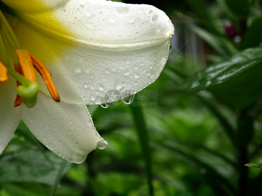 白硅花瓣上的雨滴图片