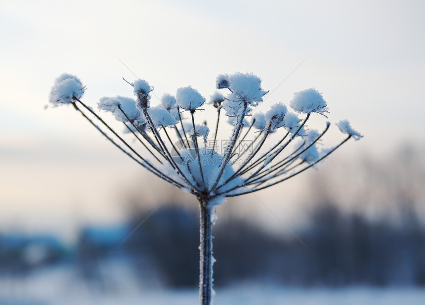 冬天的风景 冻结的花朵森林旅行雪花雪堆天空树木场景蓝色仙境季节图片