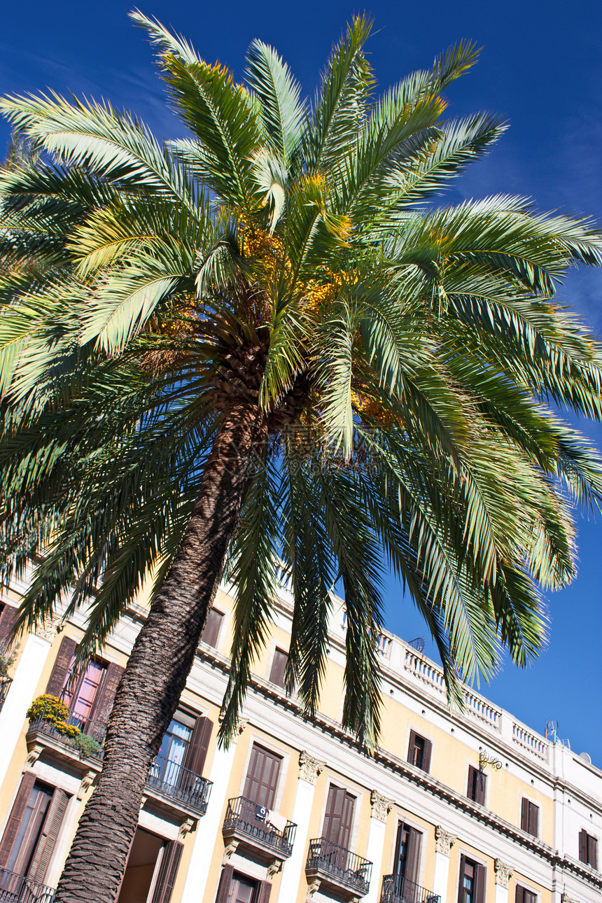 巴塞罗那的棕榈树和建筑图片