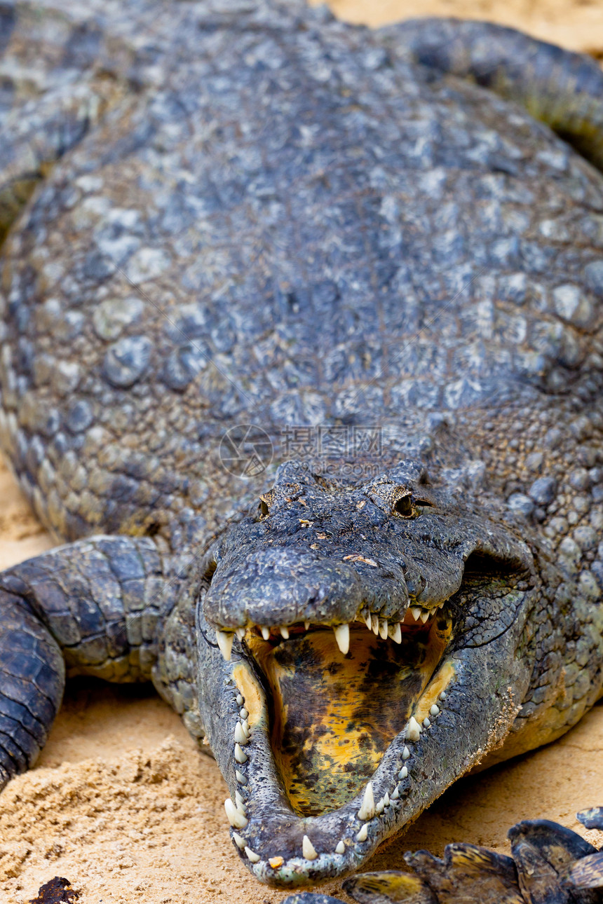 一个无鳄鱼 克罗科迪卢斯皮肤眼睛怪物野生动物动物猎人荒野爬行动物牙齿食肉图片