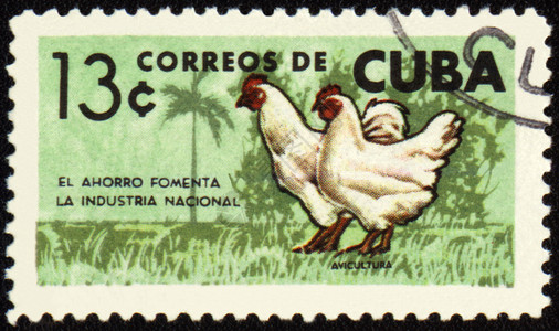 鸡邮票鸡和母鸡贴在邮票上背景