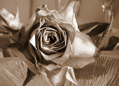 玫瑰用西普亚语调黑与白棕褐色婚礼派对玻璃背景图片