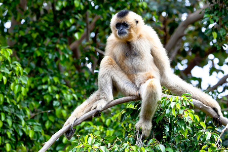 金色脸颊的吉本 诺马萨斯加布里耶动物丛林猿猴灵长类动物园原始人野生动物长臂猿吊坠荒野背景