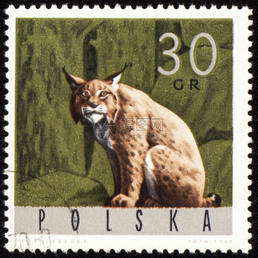 邮戳上的Lynx荒野活力野生动物危险邮政邮票棕色力量邮件林地图片