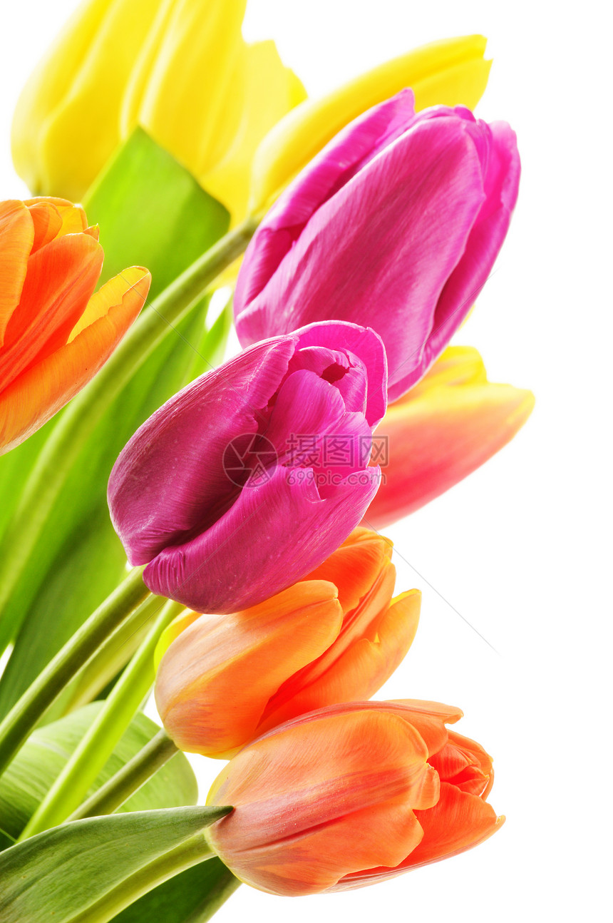 白色背景的郁金香包花瓣宏观草本植物粉色紫色叶子郁金香花束植物群植物图片