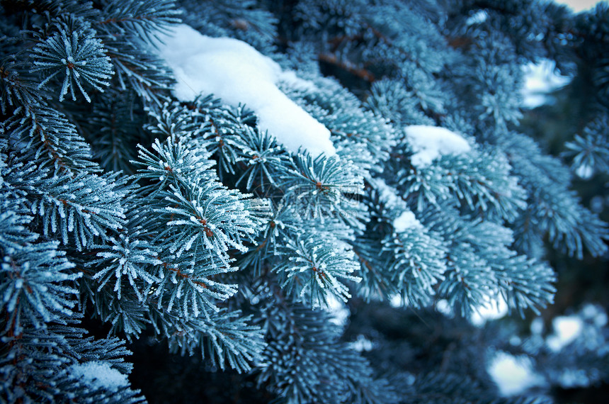 芽树上的冬霜场景云杉枞树季节雪堆太阳针叶宏观雪花墙纸图片