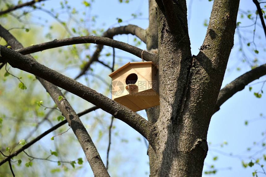 树上木木鸟屋环境植物群房子栖息地沉思生活手工鸟巢盒子野生动物图片