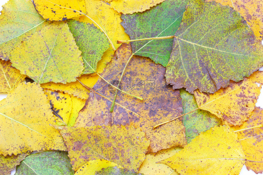 黄叶荒野公园季节树木藤蔓叶子橡木山楂植物学榆树图片