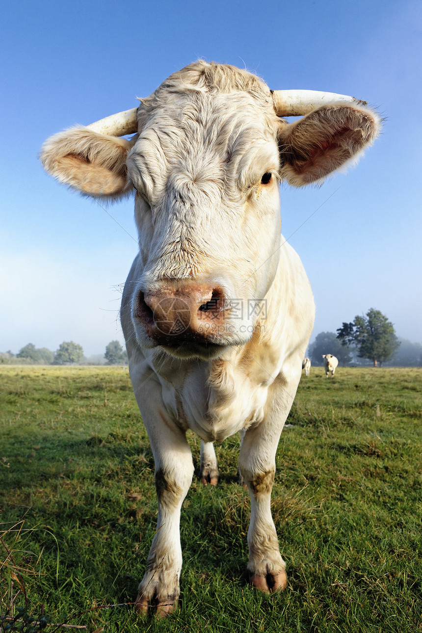 美丽的白色白牛草地农田牧场奶牛国家场地土地小牛美化农村图片