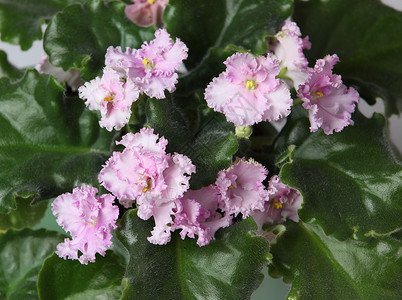 紫花花绿色水平叶子植物背景图片