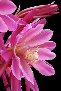 混合体植物杂交种黑色花粉背景粉色花瓣背景图片