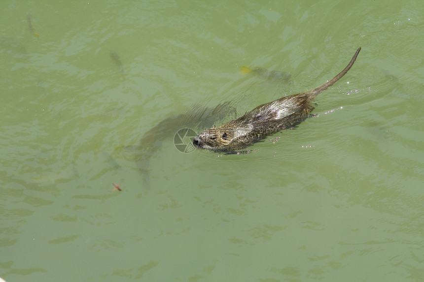 努氏荒野哺乳动物棕色池塘野生动物沼泽毛皮草食性游泳生物学图片