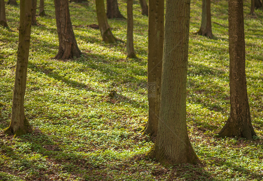 春林红色风景季节山毛榉森林橡木叶子场景林地木头图片