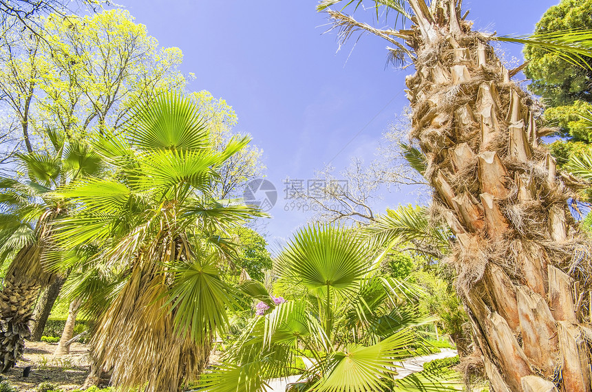 西班牙马德里植物园棕榈树 西班牙马德里图片