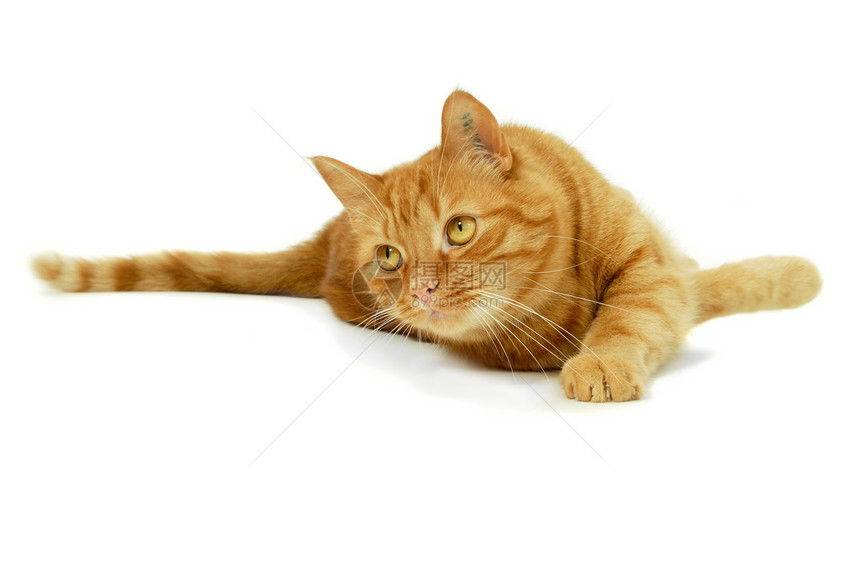 红猫动物群红色白色动物宠物橙子条纹头发冒充乐趣图片