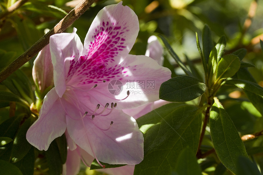 粉红花生态植物群花园植物学紫色生长宏观花瓣植物生物学图片