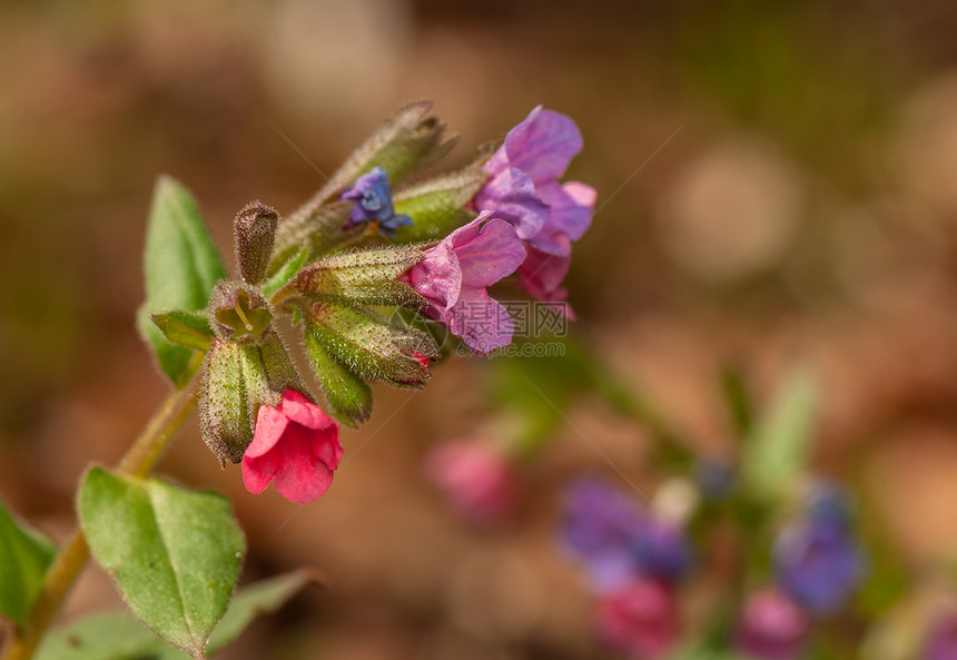 肺病荒野季节性照片植物学植物群野花花瓣灌木丛季节粉色图片