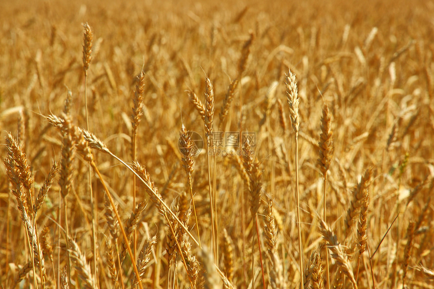 在农田种植的黄谷物可以收割了玉米生产场地麦田稻草谷物培育粮食植物季节图片