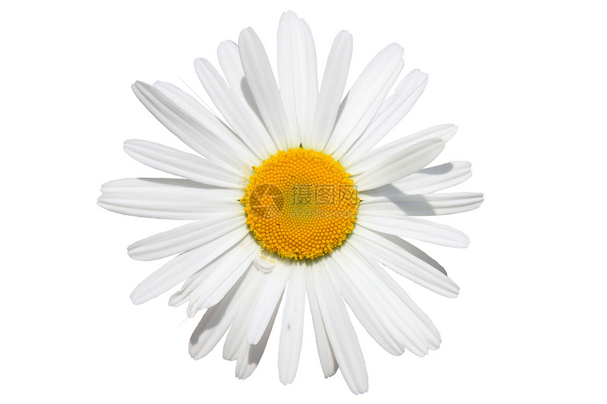 孤立的白米花环境季节性洋甘菊白色黄色甘菊花瓣宏观植物雏菊图片