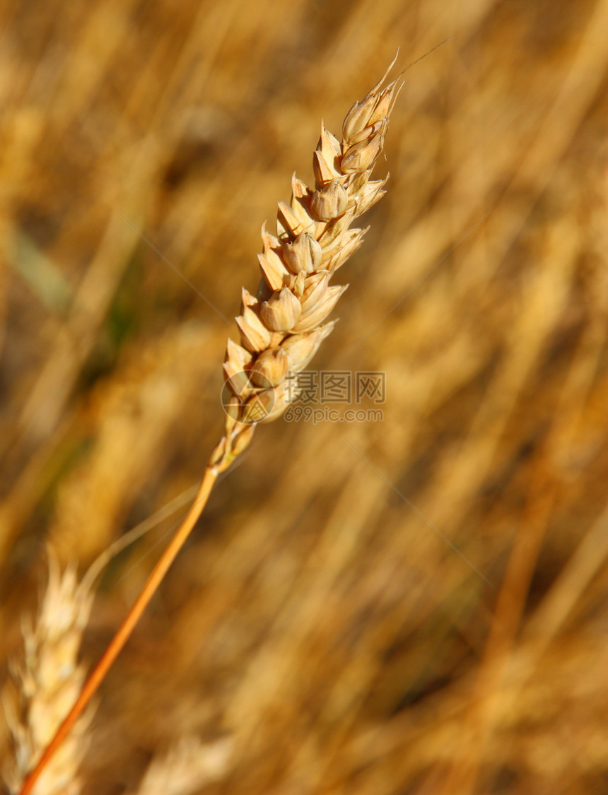 在农田种植的黄谷物可以收割了稻草生产麦田粮食收获种子收成玉米培育季节图片