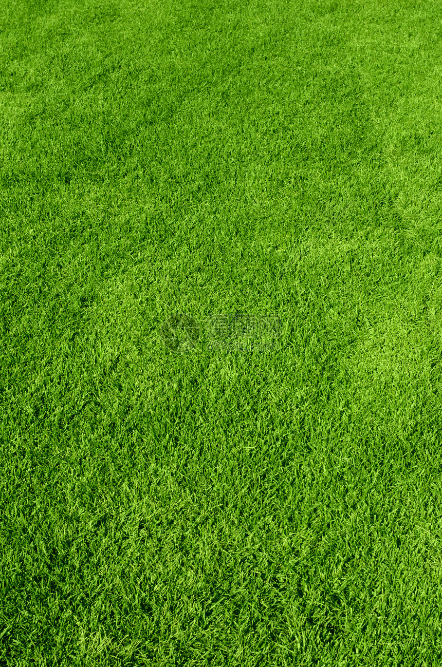 绿色绿草质框架草原草地植物群场地高尔夫球公园蓝色运动足球图片