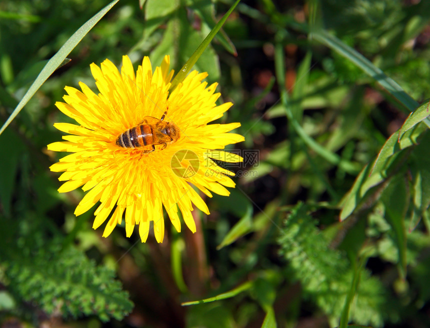 黄色花朵上的蜜蜂花粉植物学花园头发花瓣昆虫草地生态蜂蜜翅膀图片