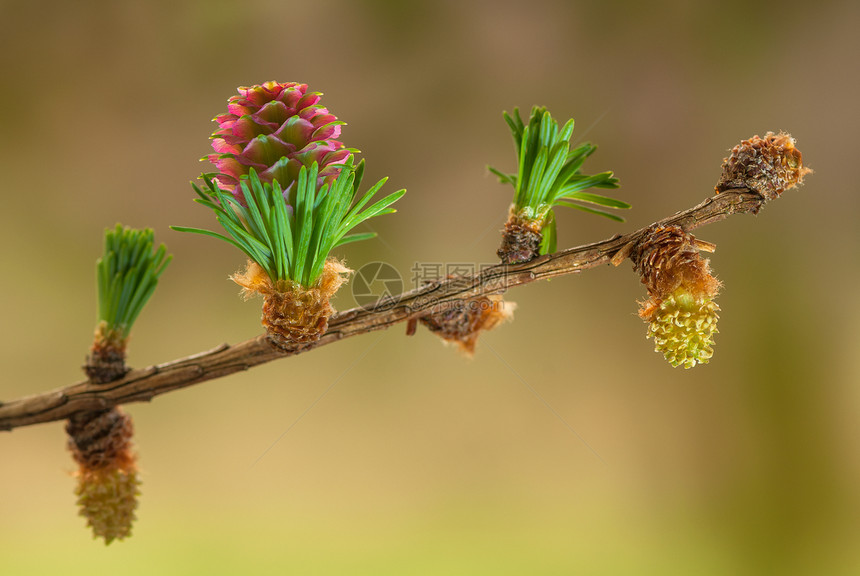 叶花花叶子男性别针裸子宏观植物棕色花粉绿色植物群图片