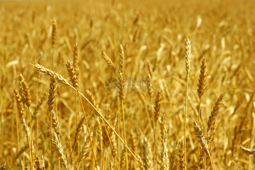 在农田种植的黄谷物可以收割了粮食场地培育收获季节生产小麦植物谷物面粉图片