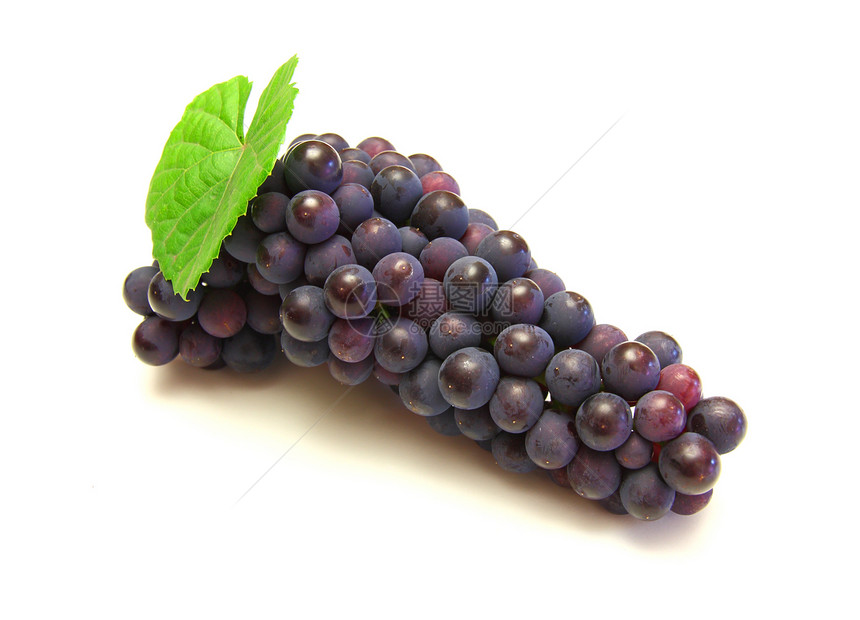 蓝葡萄 绿叶 白底孤立于白底水果植物白色食物紫色红色藤蔓水平摄影浆果图片