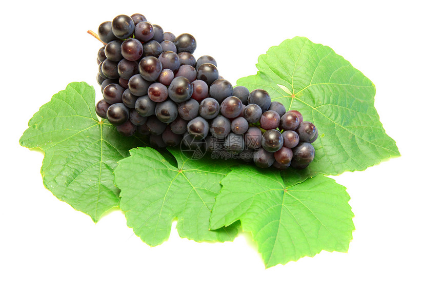 蓝葡萄 绿叶 白底孤立于白底紫色摄影植物美食食物红色白色水果浆果藤蔓图片