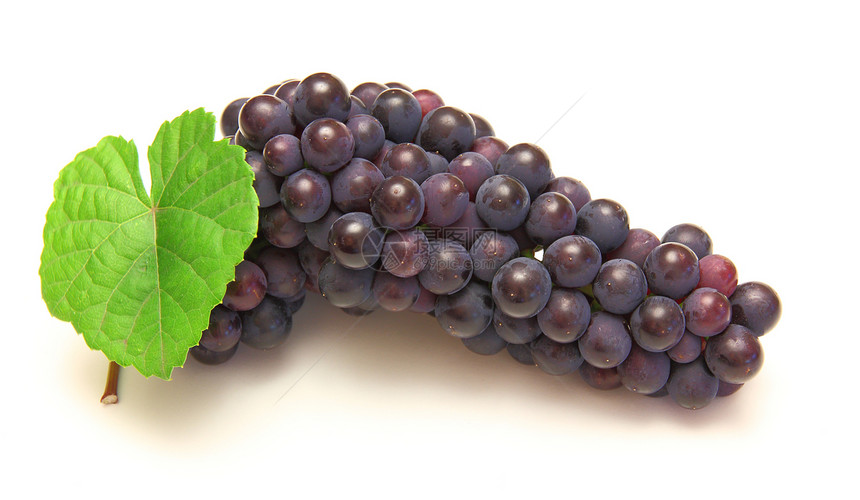 蓝葡萄 绿叶 白底孤立于白底藤蔓摄影紫色浆果水果白色水平红色美食植物图片