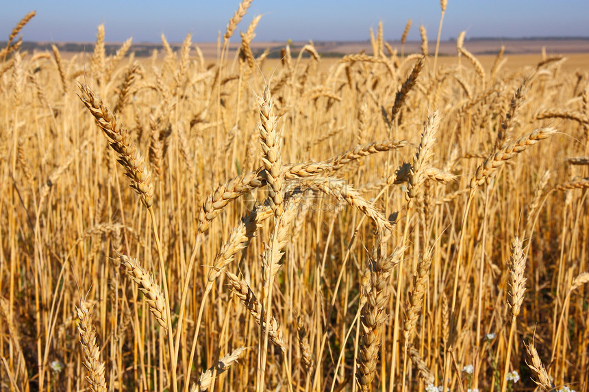面对蓝天的小麦田小麦粮食天空季节农场种子国家爬坡阳光土地图片