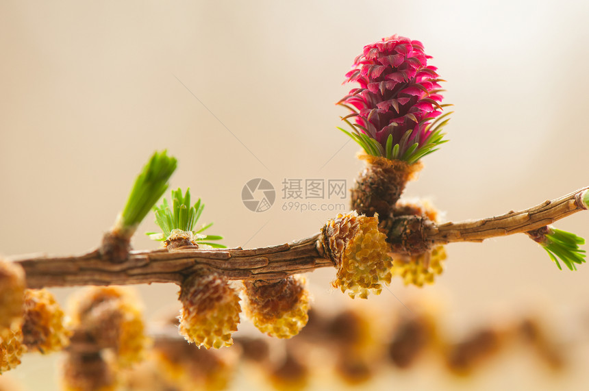 叶花花棕色叶子植物植物群木头绿色针叶树女性别针裸子图片