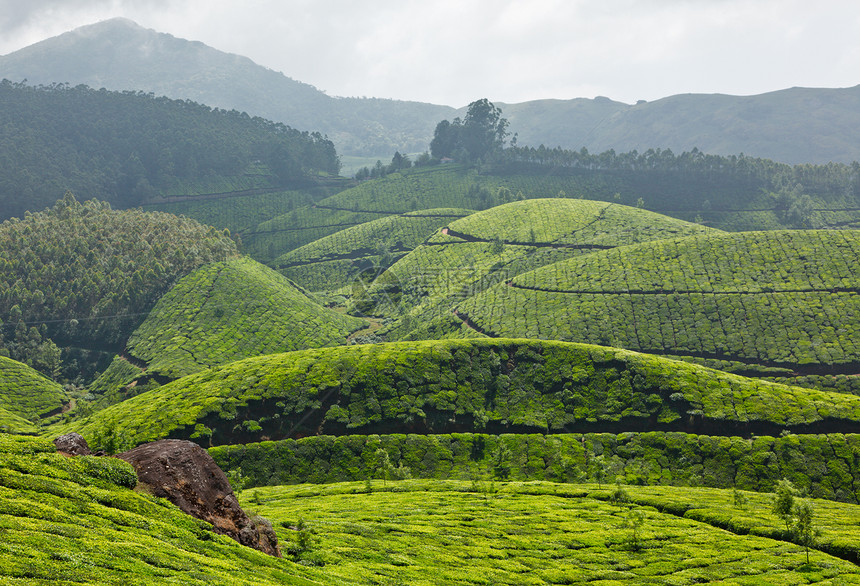 茶叶种植园场地风景农场农业山脉生育力爬坡植物茶园生长图片