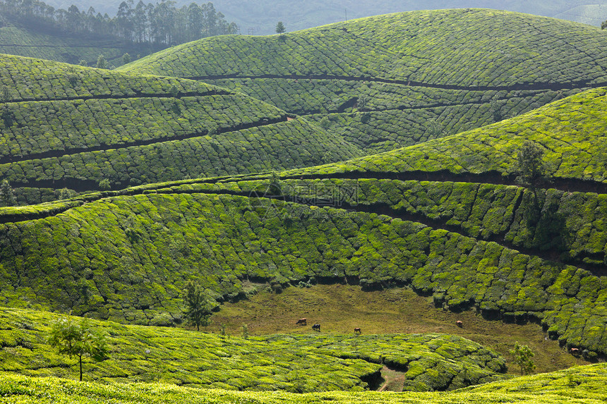 茶叶种植园灌木丛衬套农业场地农田生长植物高地树叶场景图片